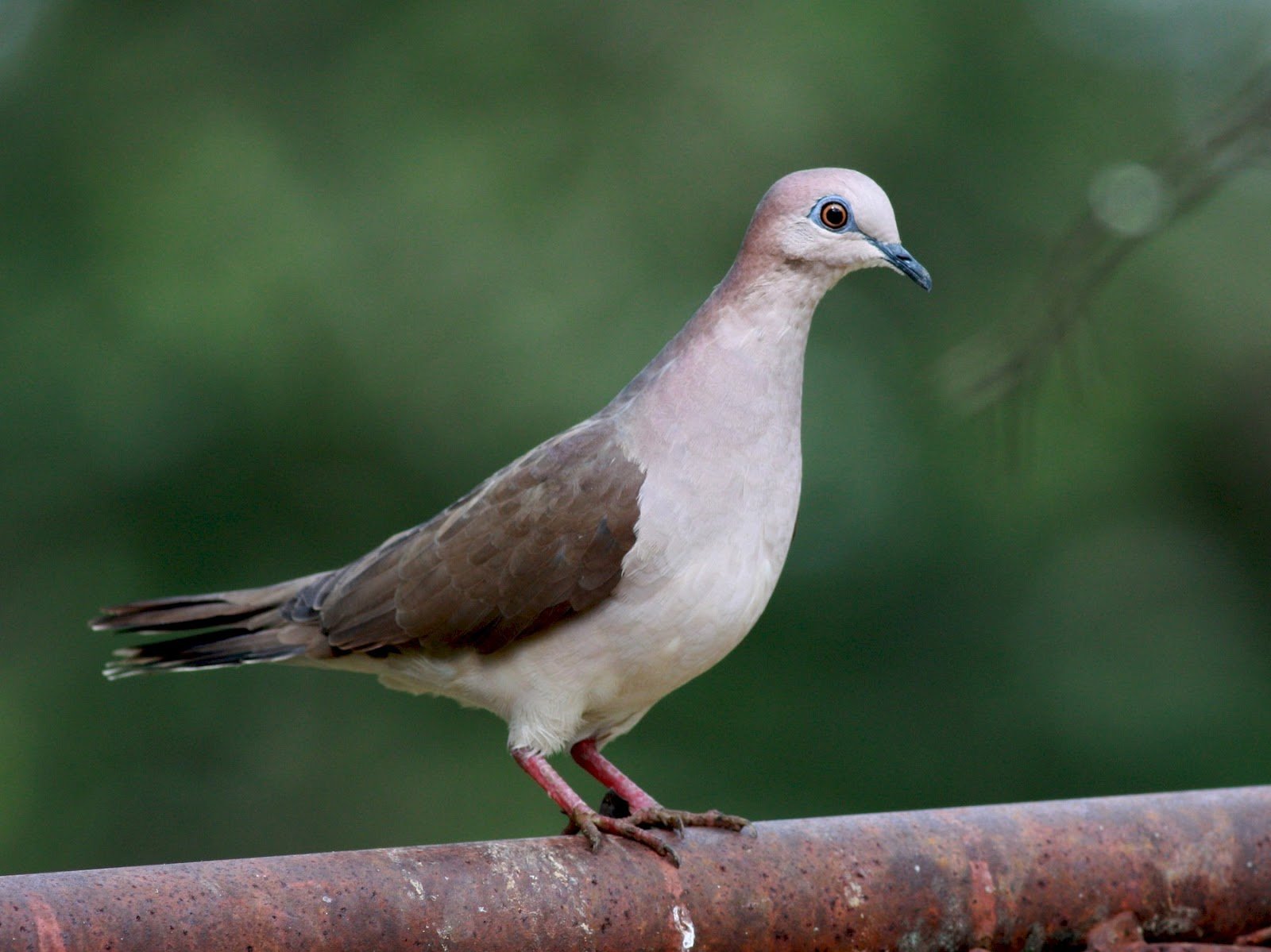 The Most Common Costa Rican Birds in Las Catalinas